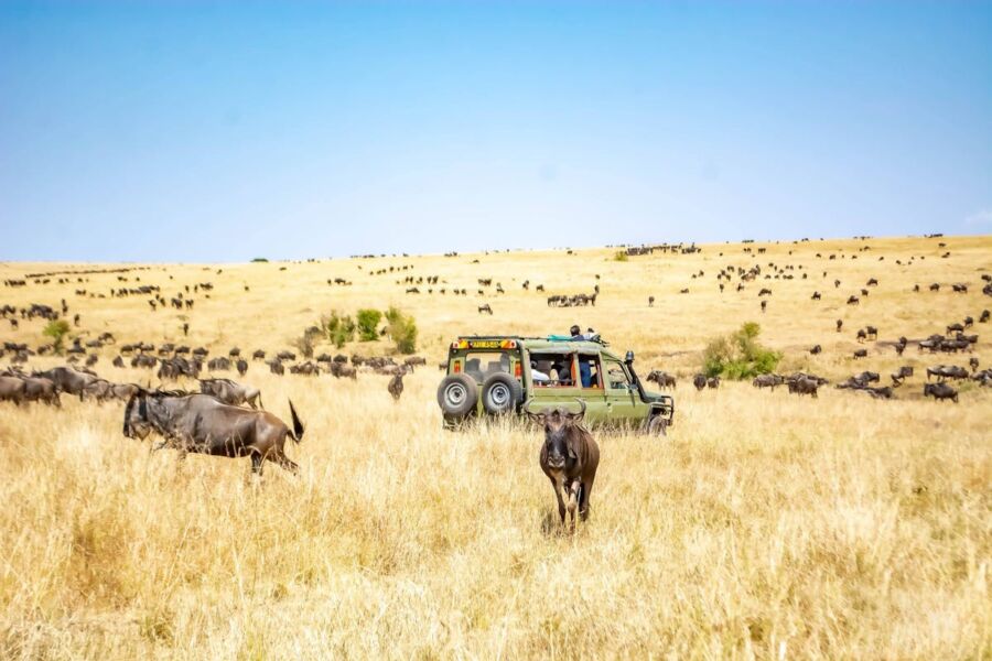 Wildebeest herd on African savannah with safari vehicle under clear blue sky.