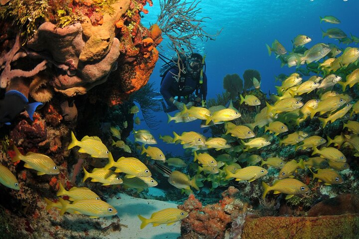 Scuba diver exploring vibrant coral reef with large yellow striped fish school underwater.