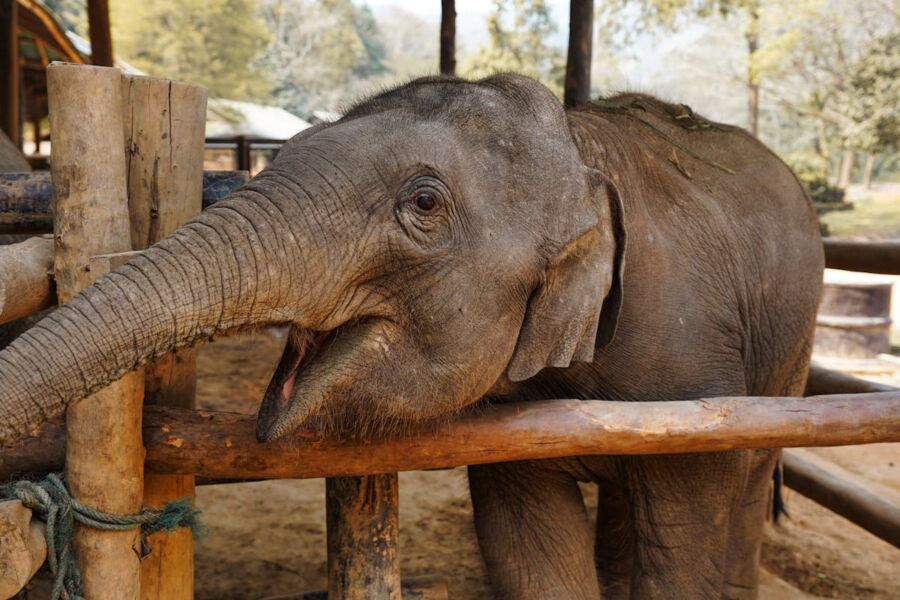 Young elephant in wildlife sanctuary, showcasing playful behavior in a serene natural habitat.