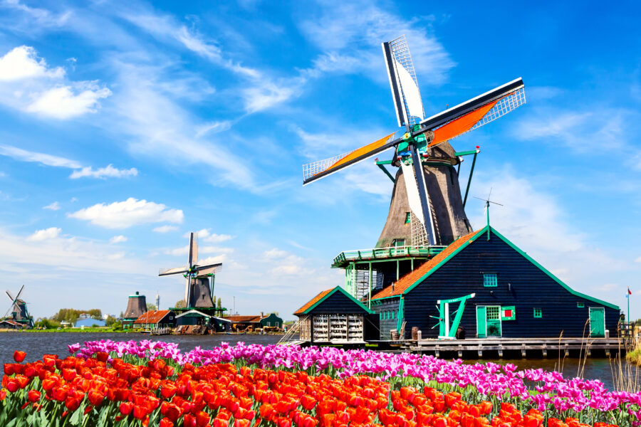 Traditional Dutch windmills and houses by a river, with tulip fields under a blue sky in Zaanse Schans, Netherlands.