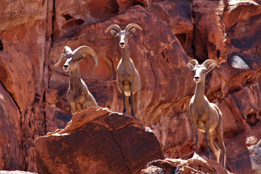 Tree antelopes gracefully positioned in Zion National Park 
