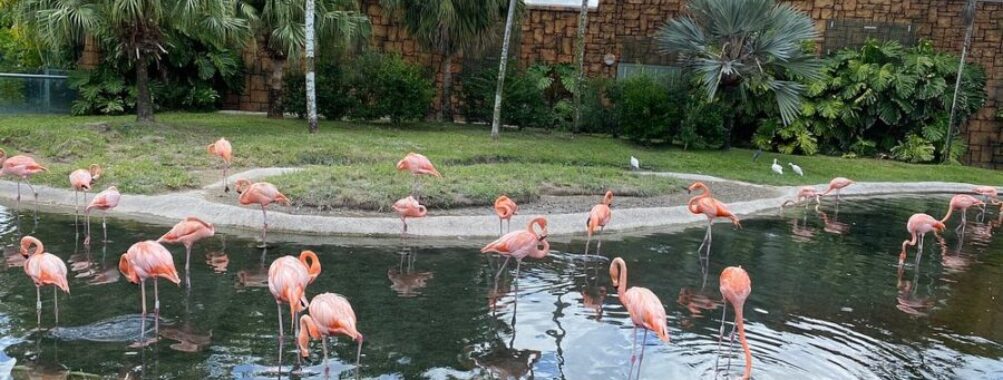 Zoo Miami