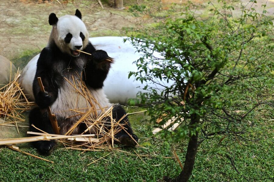 National Zoo of Malaysia